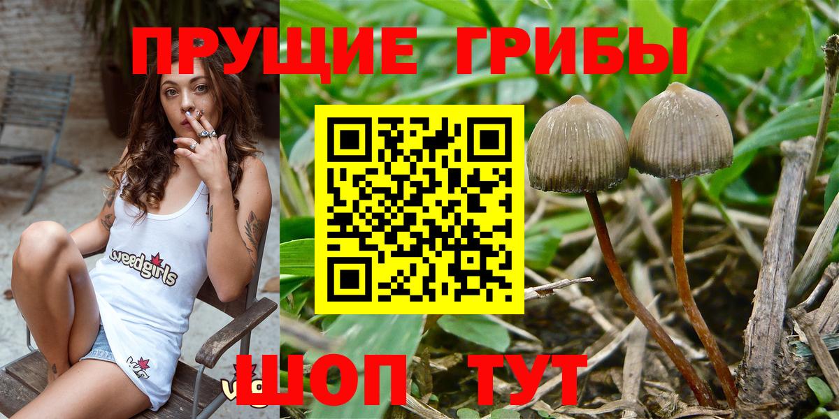 Псилоцибиновые грибы GOLDEN TEACHER Вичуга